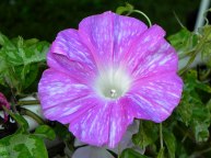 DSCN3707