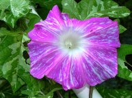 DSCN5936