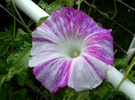 DSCN5937