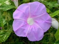 DSCN0781