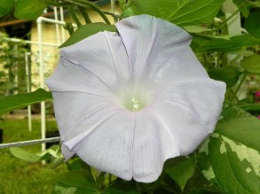 DSCN1100