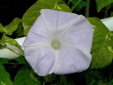 DSCN1652