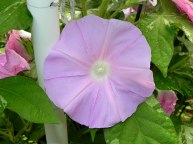 DSCN2966