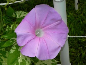 DSCN6583_01