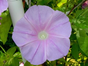 DSCN8667