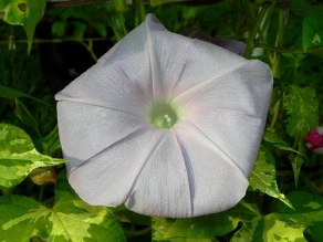 DSCN8668
