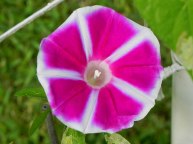 DSCN4185