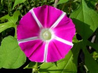 DSCN4432