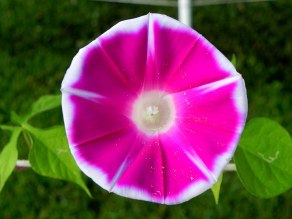DSCN6091