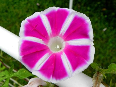 DSCN6619
