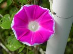 DSCN9196