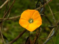 8-DSCN4486