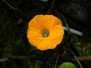 8-DSCN4980