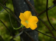 8-DSCN6588