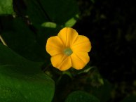 8-DSCN6870