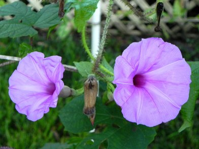 DSCN02692