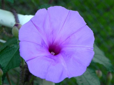 DSCN0520