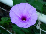 DSCN0521