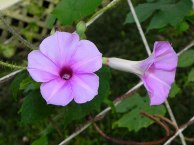 DSCN0613