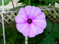 DSCN0975