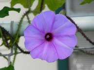 DSCN2484