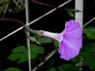 DSCN2667