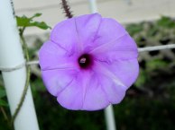 DSCN4078