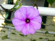 DSCN5924