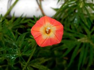 5-DSCN2617