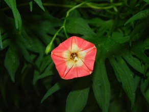 DSCN0445