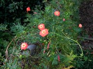 DSCN0521