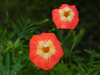 DSCN1418