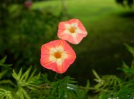 DSCN1509
