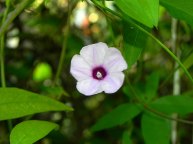 DSCN7381