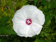 DSCN1237