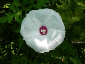 DSCN1956