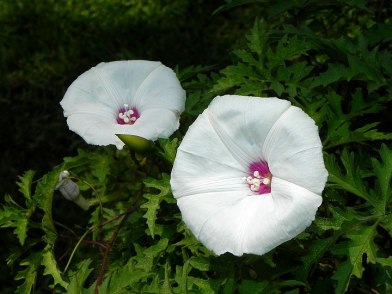 DSCN1959