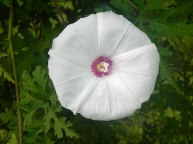 DSCN2938