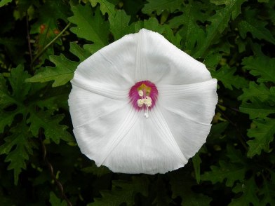 DSCN3633