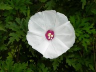 DSCN3634