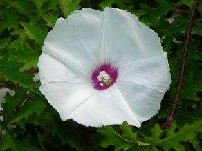 DSCN7984
