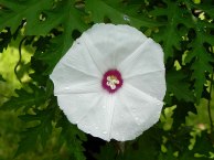 DSCN8307
