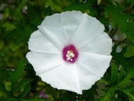 DSCN8533