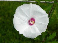 DSCN8536
